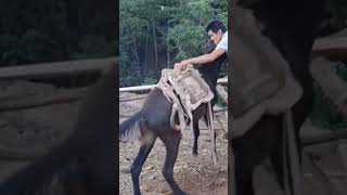 The process of installing the wood saddle for the horse [upl. by Atteynot495]