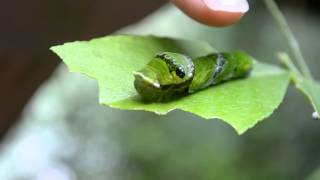 Caterpillar Mimics Snake amp Even Sticks Tongue Out [upl. by Lasser]