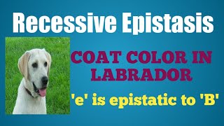 epistasisrecessiveepistasisepistasislabrador Recessive Epistasis in Labrador [upl. by Aihsik]