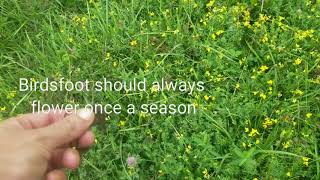 Birdsfoot Trefoil How we seeded an entire pasture for basically FREE [upl. by Hubbard]