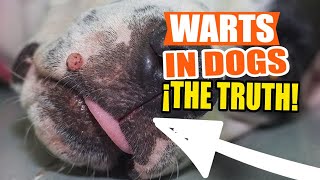 WARTS in DOGS 🐶¿What Are They What Causes Them and What to Do [upl. by Meave571]