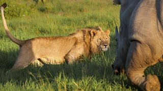 Lion VS Rhino  Black Rhino ATTACK Male Lion EXCLUSIVE  Lion Videos EN [upl. by Novat612]