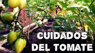 Cuidados en el cultivo del tomateAGRICULTURA ORGÁNICA [upl. by Freeborn]