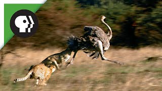 Cheetahs Chasing Ostrich [upl. by Burhans521]