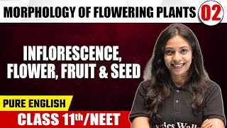 MORPHOLOGY OF FLOWERING PLANTS 02  Inflorescence Flower Fruit amp Seed  Botany  Class 11thNEET [upl. by Travax]