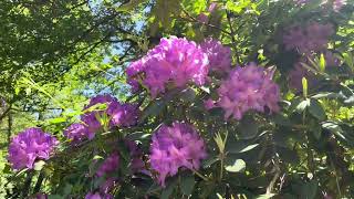 Berlin  Tiergarten Rhododendren [upl. by Senskell]