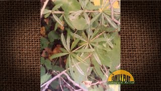 QampA – What is this plant A Catchweed Bedstraw [upl. by Eseela]