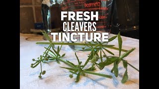 HERBAL BASICS Medicine Making  Making Fresh Cleavers Tincture  EARTHSEED DETROIT [upl. by Durwood658]