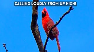 Red Cardinal Calling Loudly Bird Calls and Sounds [upl. by Eatnuahs314]