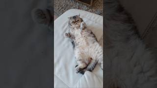 EL ANIMAL MAS VAGO 🤣😂😂🐈🐱🐱portugal gatosfofos shortvideo gatodurmiendo [upl. by Elna432]