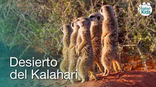 Animales africanos para niños el Desierto del Kalahari con algunos sonidos [upl. by Robena]