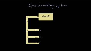 Open and closed circulatory systems  Body fluids and circulation  Biology  Khan Academy [upl. by Hollington]