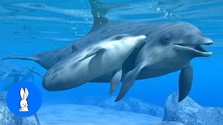 Wild Dolphins Swimming in HD Compilation [upl. by Adeirf]