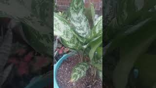 AGLAONEMA SILVER KING dolarplantasdeinterioreloasisdesonia [upl. by Ahsemat731]