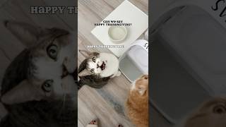 Happy Thanksgiving catmom catmomlife talkingcat catmeow meowing catlover [upl. by Attebasile226]