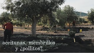 Días de cosecha en el campo  Aceite de Oliva Virgen Extra El Origen [upl. by Nasia381]