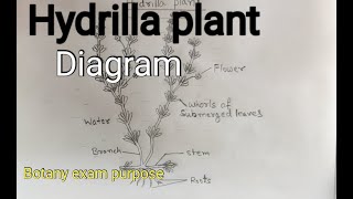 Hydrilla plant diagram well labelled diagram of hydrilla How to draw hydrilla plant [upl. by Hartzel721]