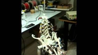 First coordinated spine movements [upl. by Yob109]