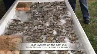 Get ready for OysterFest 2013 at the Chesapeake Bay Maritime Museum [upl. by Osman300]