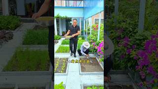 Vegetable plantation in home garden shots youtubeshorts [upl. by Phyllida]