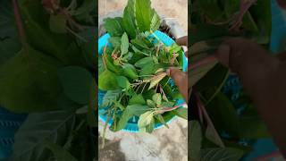 Thota koora amaranth gardening terracegardening organic harvest trending youtubeshorts viral [upl. by Delfeena]