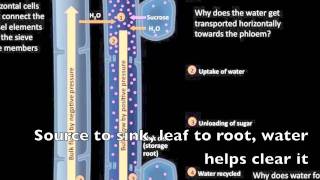 Water Potential Review Songm4v [upl. by Xylon]