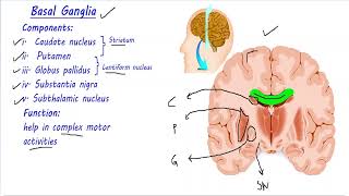 Basal Ganglia made easy  Direct and Indirect pathway  Neuroanatomy  Urdu Hindi [upl. by Sirtimed834]