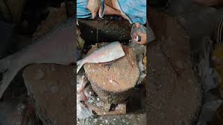 Incredible Big Hilsa Fish Cutting Skills Live In Bangladesh Fish Market shorts [upl. by Vacuva]