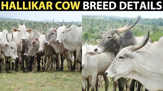 HALLIKAR COW BREED  Hallikar Cattle Breed informations [upl. by Aser]