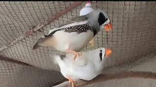 Finch Mating  Zebra Finch Breeding [upl. by Aihsemaj]