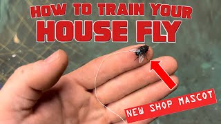 RopeaDope Can You Train a House Fly [upl. by Mochun]