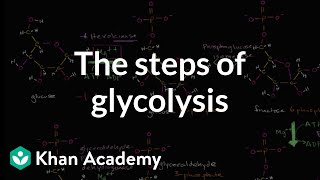 Steps of glycolysis  Cellular respiration  Biology  Khan Academy [upl. by Cooperstein406]