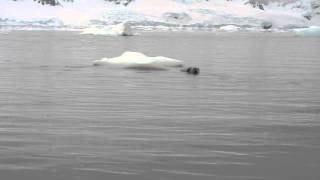 Weddell Seal swimming in Antarctica [upl. by Parrish873]