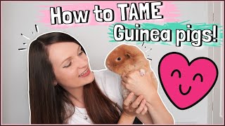 How to Tame your Guinea Pig in 10 Easy Steps [upl. by Lashar300]