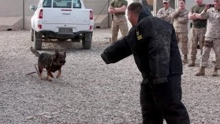 Military Working Dogs Demo  US Marine Corps 1st Law Enforcement Battalion [upl. by Rheingold361]