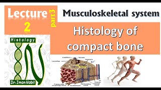 2c Histology of Compact bone [upl. by Enneirda437]