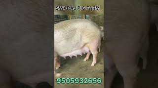 Pig farming pig farming pigs pigfarm youtubeshorts shorts trending trendingshorts shorts [upl. by Aiyekal518]