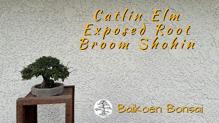 Catlin Elm  Exposed Root Broom Style Hokidachi Shohin  Bonsai Techniques  Baikoen Bonsai Club [upl. by Akinar]