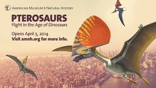 Pterosaurs Flight in the Age of Dinosaurs [upl. by Connolly]