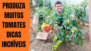 COLHA QUILOS de TOMATE utilizando essas DEZ DICAS para PRODUZIR de forma mais RÁPIDA em casa Ep234 [upl. by Tsai]