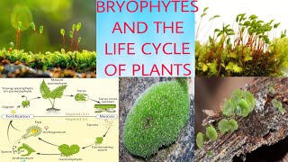 BRYOPHYTES AND THE LIFE CYCLE OF PLANT [upl. by Yrffej]