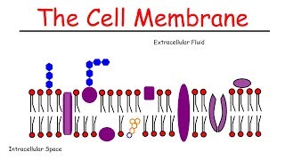 The Cell Membrane [upl. by Mile237]