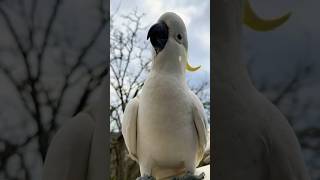 Friendly Sulphur Crested Cockatoo shares his breakfast 🍳 wow birds parrot Smart cockatoos [upl. by Schreiber480]