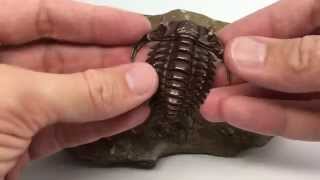 3Dprinted steel trilobite [upl. by Vharat663]