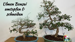 Bonsai umtopfen amp schneiden  Ulmen Bonsai [upl. by Nee711]