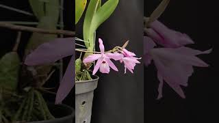 Laelia rubescens var Pink flowers orchid [upl. by Nahgiem]