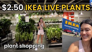 250 LIVE PLANTS AT IKEA Plant Styling Inspo amp Houseplant Shopping at IKEA [upl. by Minetta]