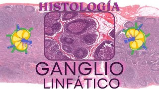 Histología de Ganglio [upl. by Ilrahc]