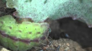 Myrmecophily  Lasius emarginatus attracted by caterpillars of Scolitantides orion [upl. by Nolyat]