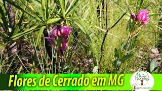 Flor de cerrado encontradas em abundância na região Capitólio [upl. by Gualtiero]